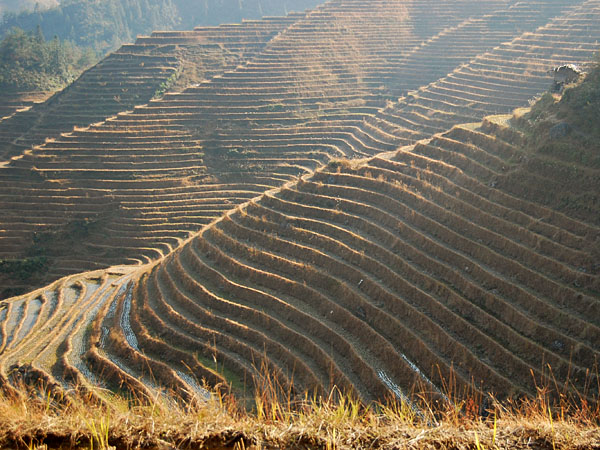 and hiked along the rice terraces in Longji,