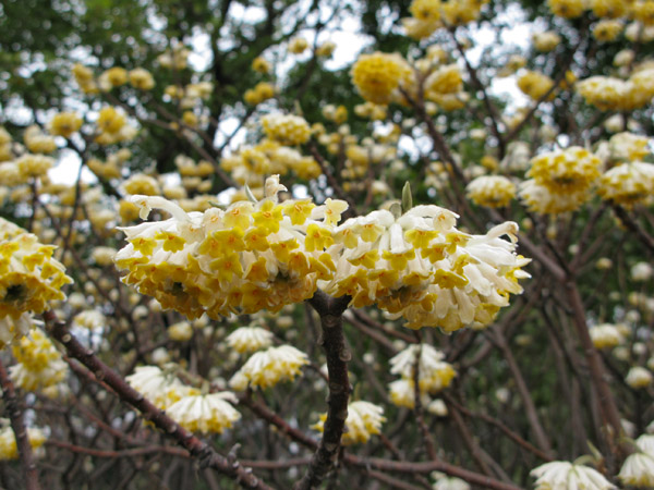 Sweet scented Krisanthamums