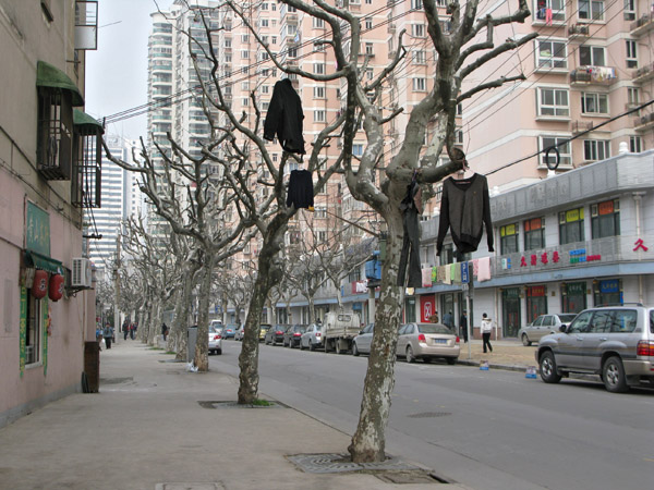 Shirts in Trees