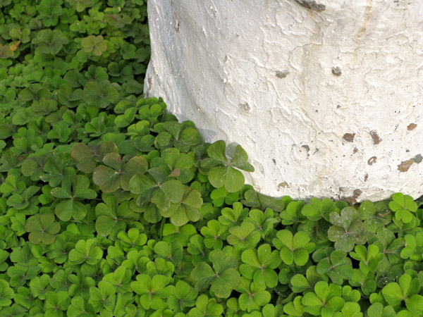 Something about these clovers was great. So green.