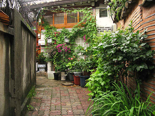Lane filled with potted plants