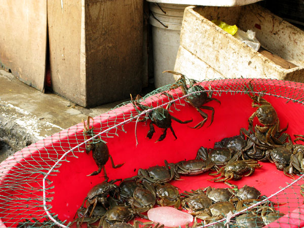 Crabs trying to escape