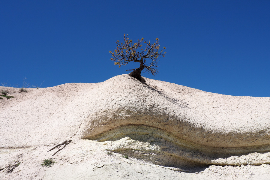 Small tree, big rock