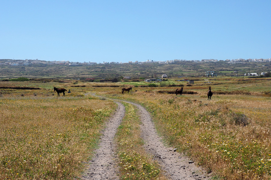 Donkey Paths