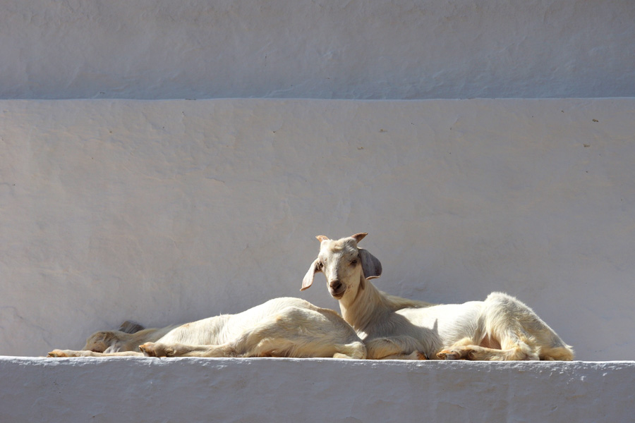 Goats climbing on Panaghia