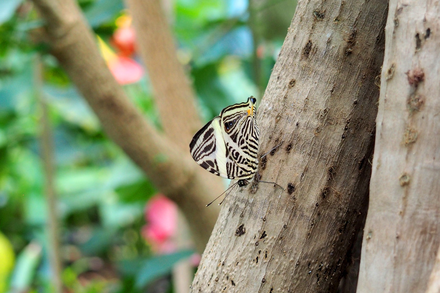 Butterfly with zebra markings