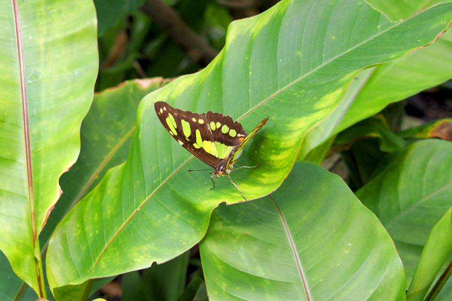 Butterfly with leaf green markings